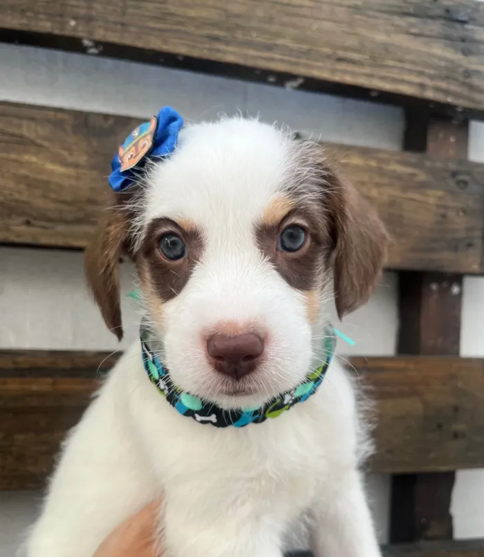 Cachorro ra a SRD-ViraLata idade Abaixo de 2 meses nome Giullia