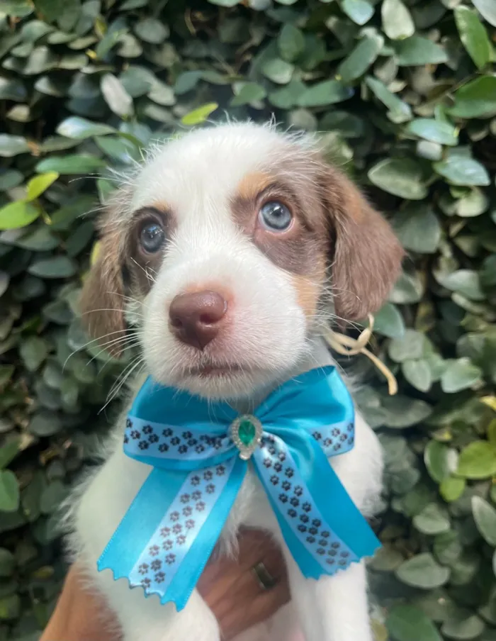 Cachorro ra a SRD-ViraLata idade Abaixo de 2 meses nome Giullia