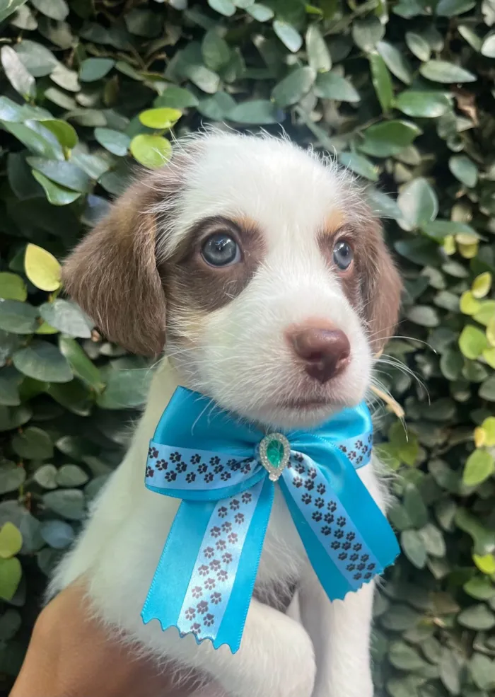 Cachorro ra a SRD-ViraLata idade Abaixo de 2 meses nome Giullia