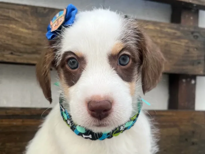 Cachorro ra a SRD-ViraLata idade Abaixo de 2 meses nome Giullia