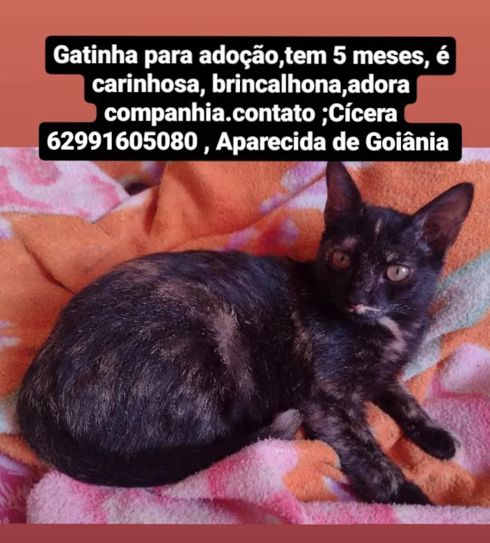 Gato ra a  idade 2 a 6 meses nome Ainda não foi dado nome 