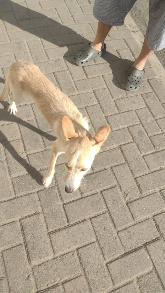 Cachorro ra a SRD-ViraLata idade 2 a 6 meses nome Lola bb6meses porte PEQUENO 