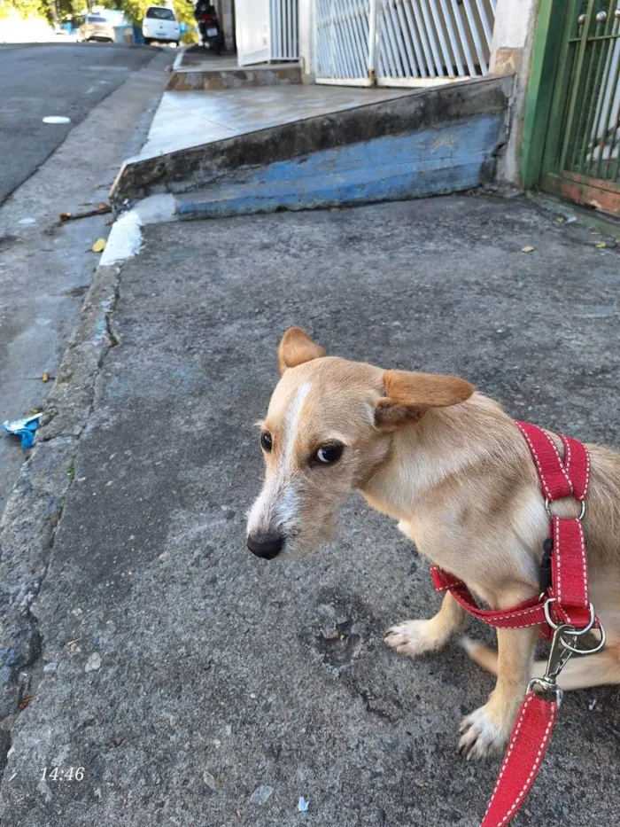 Cachorro ra a SRD-ViraLata idade 2 a 6 meses nome Lola bb6meses porte PEQUENO 