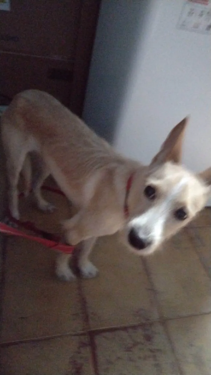 Cachorro ra a SRD-ViraLata idade 2 a 6 meses nome Lola bb6meses porte PEQUENO 