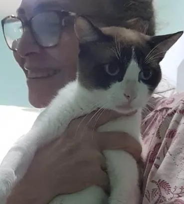 Gato ra a Siamês idade 2 a 6 meses nome JACK