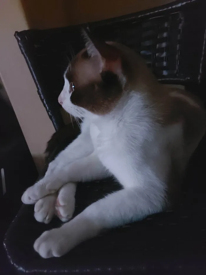 Gato ra a Siamês idade 2 a 6 meses nome JACK