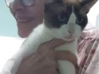 Gato ra a Siamês idade 2 a 6 meses nome JACK