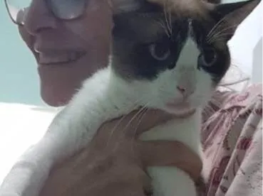 Gato ra a Siamês idade 2 a 6 meses nome JACK