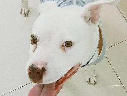 Cachorro raça Pit-Bull idade 2 anos nome Lizzie