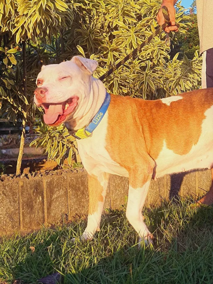 Cachorro ra a Pitbull idade 2 anos nome Lizzie