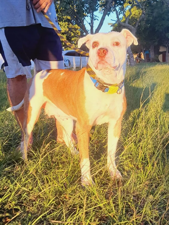 Cachorro ra a Pitbull idade 2 anos nome Lizzie