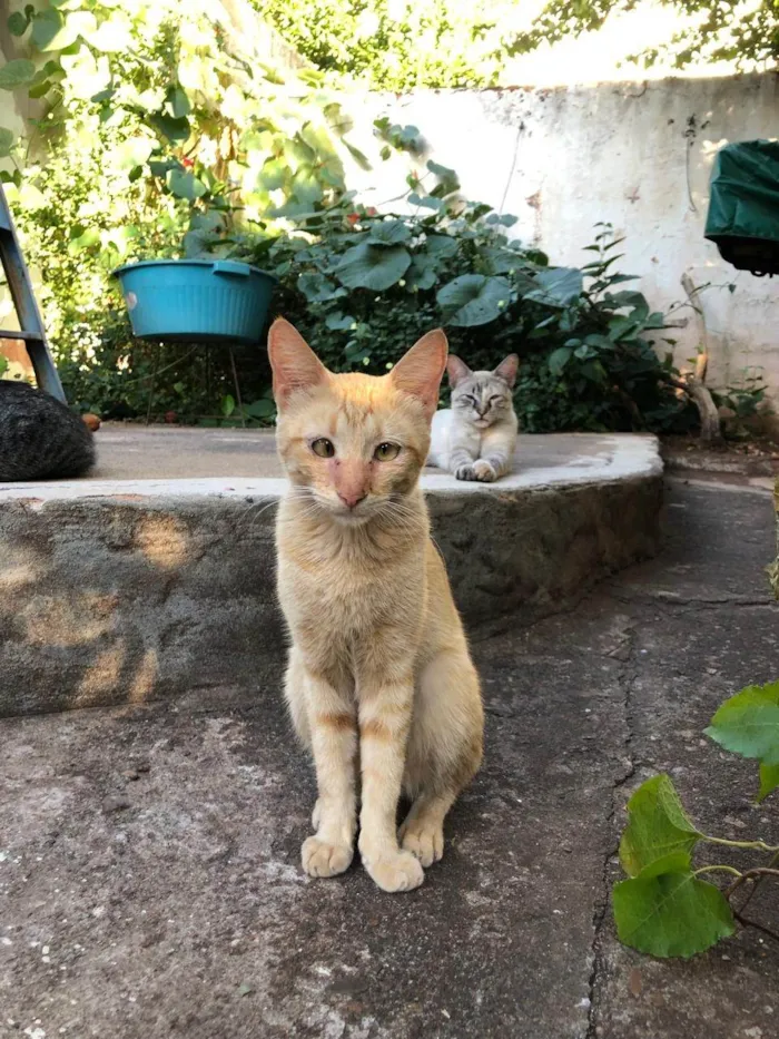 Gato ra a SRD-ViraLata idade 7 a 11 meses nome Mika