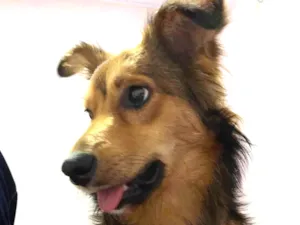 Cachorro raça SRD-ViraLata idade 4 anos nome Lilo