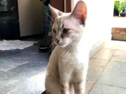 Gato raça SRD-ViraLata idade 7 a 11 meses nome Branca