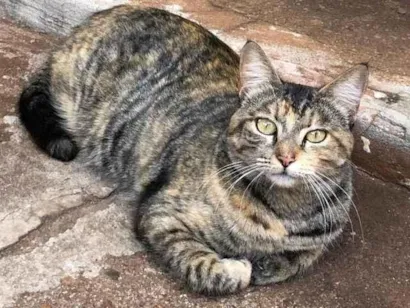 Gato raça SRD-ViraLata idade 1 ano nome Lina