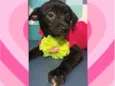 Jasmine bb4meses porte Pequeno