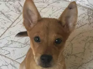 Cachorro raça SRD-ViraLata idade 1 ano nome Bandinha