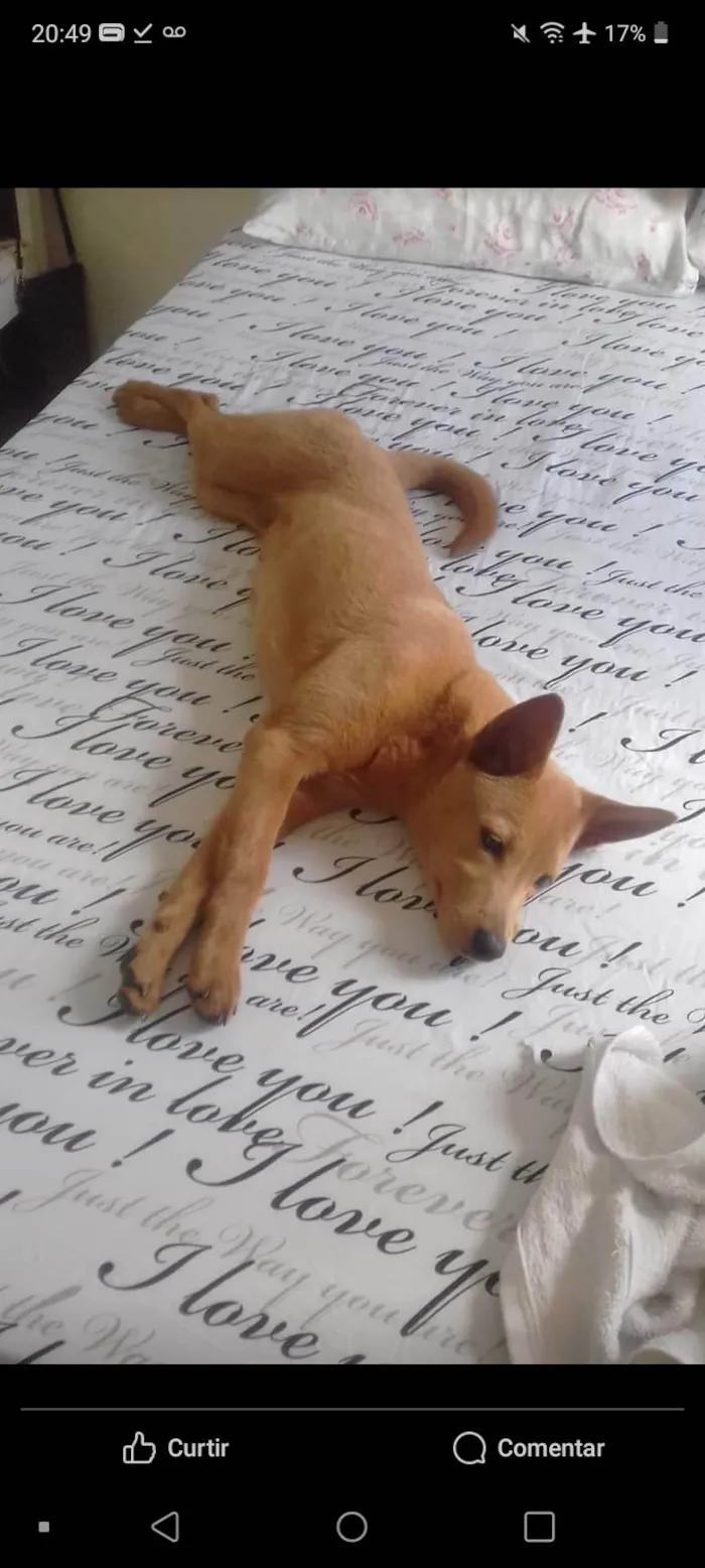 Cachorro ra a SRD-ViraLata idade 5 anos nome Mary