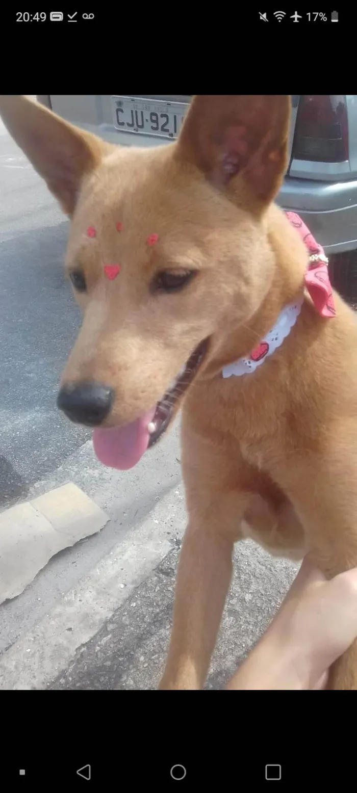 Cachorro ra a SRD-ViraLata idade 5 anos nome Mary