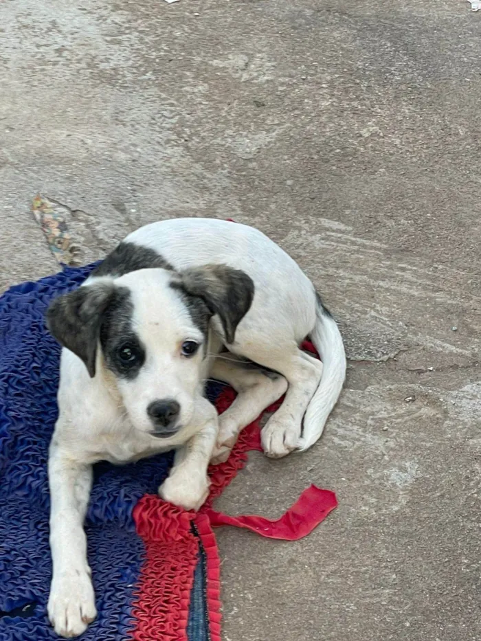 Cachorro ra a SRD-ViraLata idade 2 a 6 meses nome sem nome