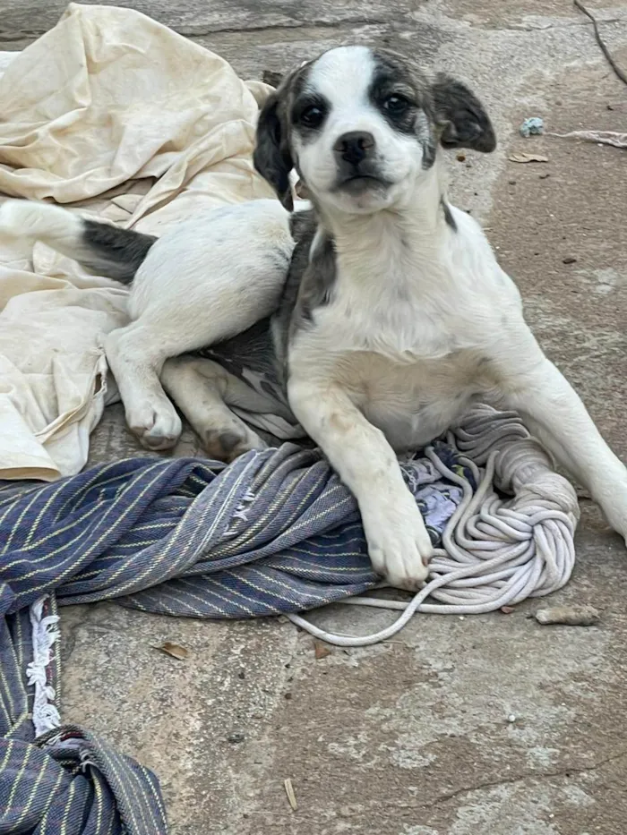 Cachorro ra a SRD-ViraLata idade 2 a 6 meses nome sem nome