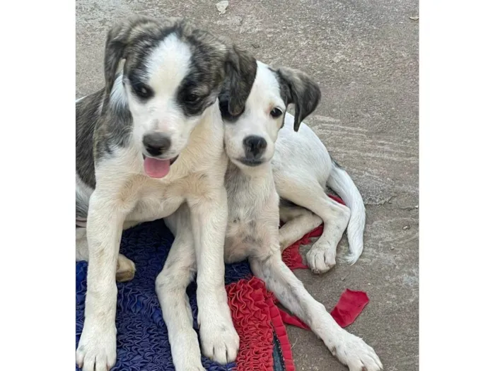 Cachorro ra a SRD-ViraLata idade 2 a 6 meses nome sem nome