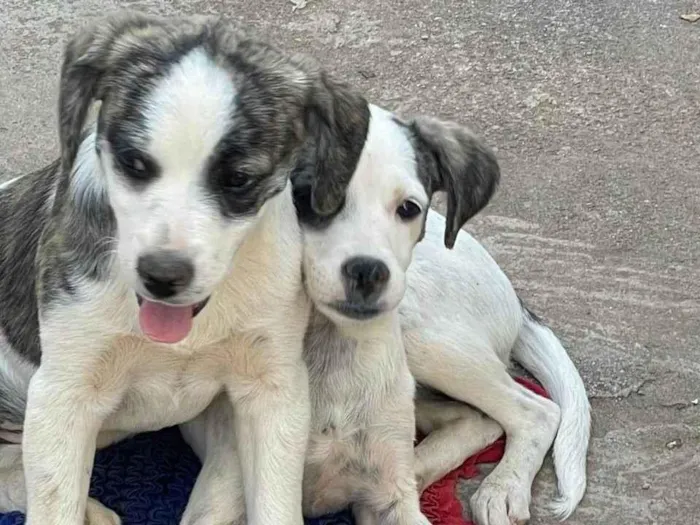 Cachorro ra a SRD-ViraLata idade 2 a 6 meses nome sem nome