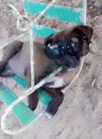 Filhotes 3 meses