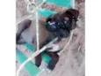 Filhotes 3 meses