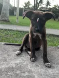 Filhotes 3 meses