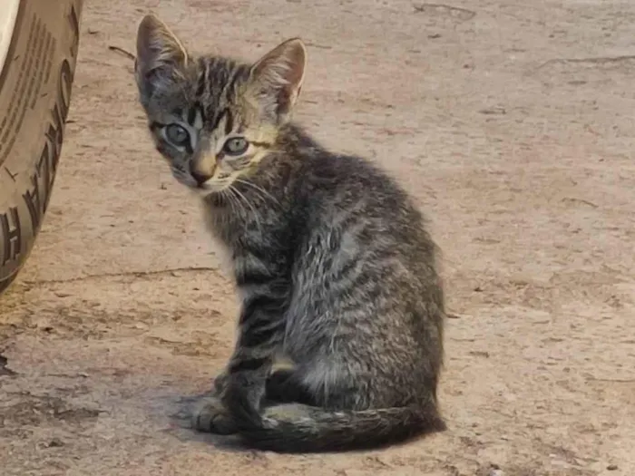 Gato ra a SRD-ViraLata idade 2 a 6 meses nome Violet e Emma.