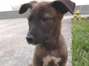 Cachorro raça SRD-ViraLata idade 2 a 6 meses nome Filhotes 3 meses