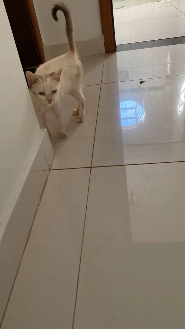 Gato ra a SRD-ViraLata idade 2 a 6 meses nome Hellenna