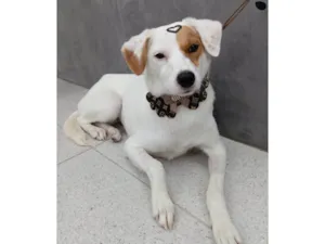 Cachorro raça SRD-ViraLata idade 1 ano nome  Pipoca (possui deficiência)