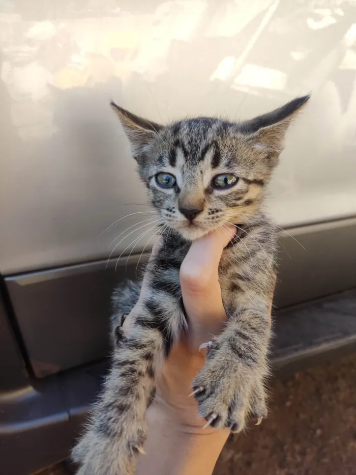 Gato ra a SRD-ViraLata idade 2 a 6 meses nome Violet e Emma.