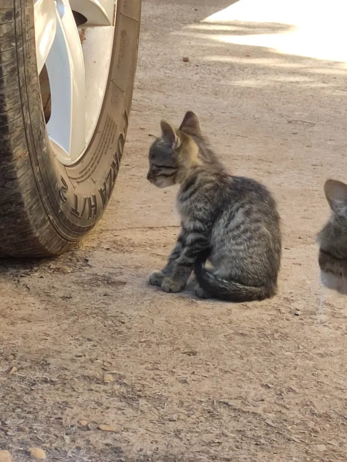 Gato ra a SRD-ViraLata idade 2 a 6 meses nome Violet e Emma.