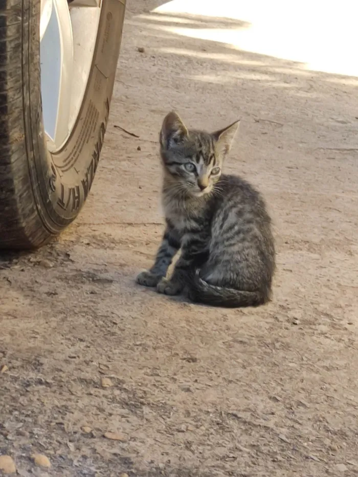 Gato ra a SRD-ViraLata idade 2 a 6 meses nome Violet e Emma.