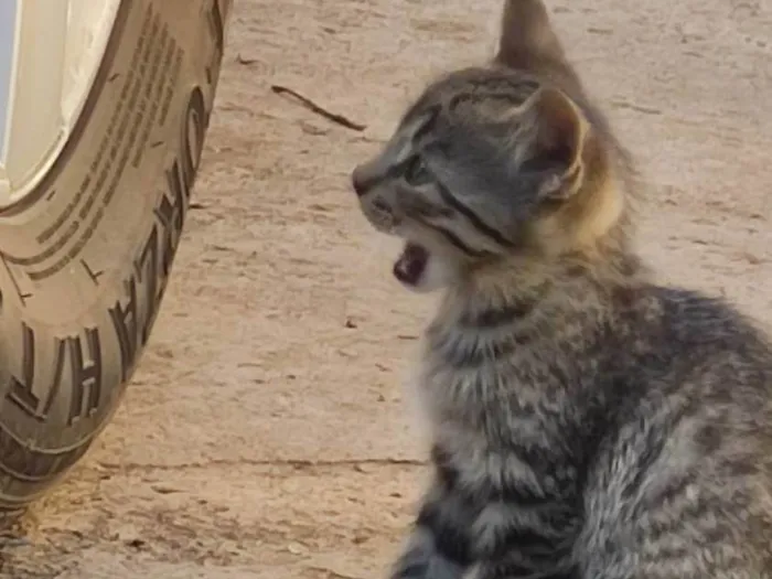 Gato ra a SRD-ViraLata idade 2 a 6 meses nome Violet e Emma.