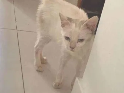 Gato raça SRD-ViraLata idade 2 a 6 meses nome Hellenna