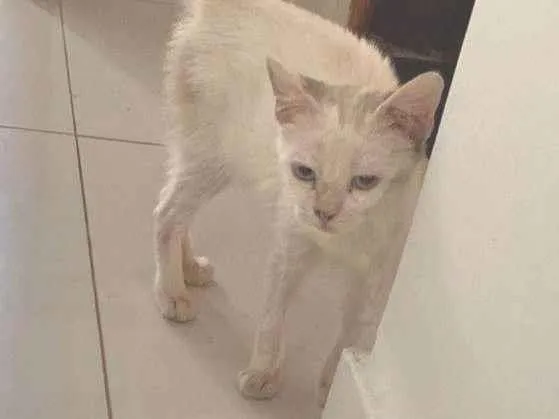 Gato ra a SRD-ViraLata idade 2 a 6 meses nome Hellenna