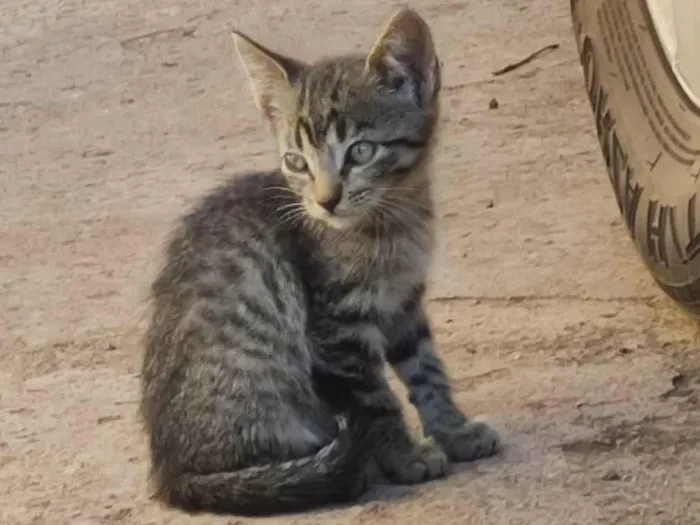 Gato ra a SRD-ViraLata idade 2 a 6 meses nome Violet e Emma.