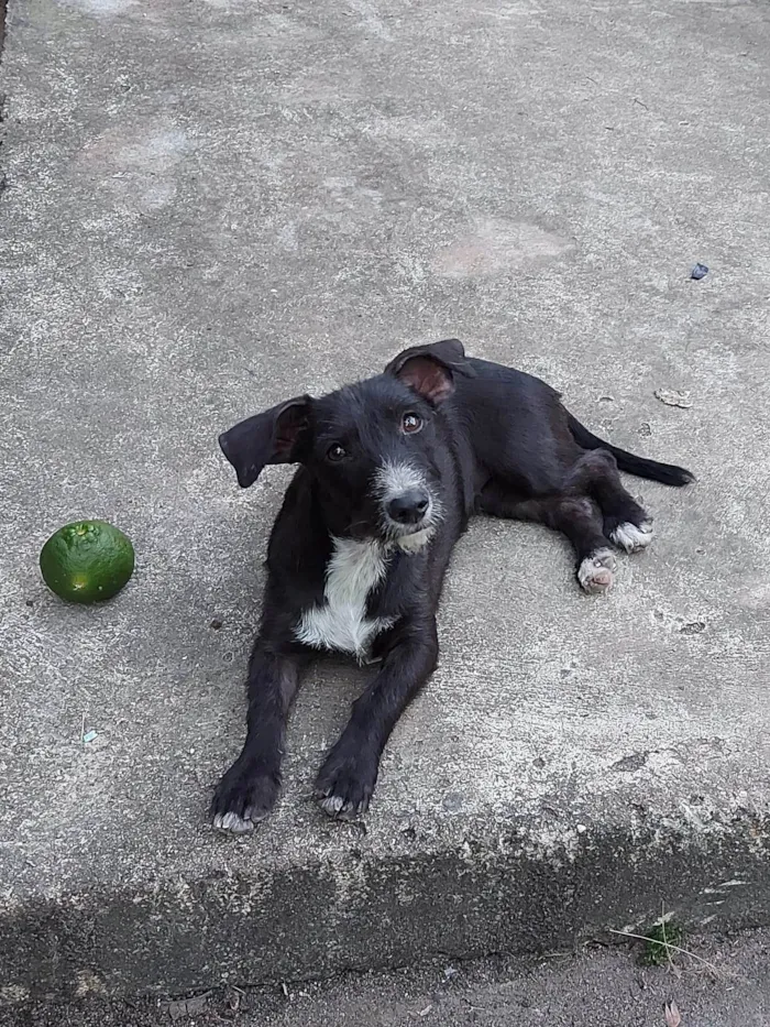 Cachorro ra a SRD-ViraLata idade 7 a 11 meses nome Catarina 