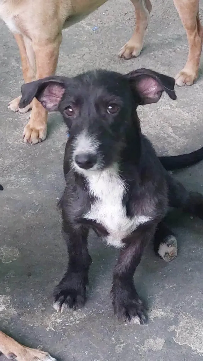 Cachorro ra a SRD-ViraLata idade 7 a 11 meses nome Catarina 