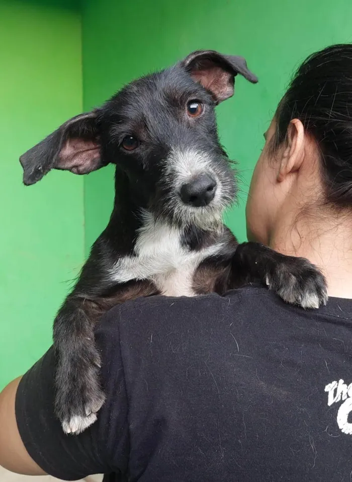 Cachorro ra a SRD-ViraLata idade 7 a 11 meses nome Catarina 