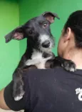 Catarina