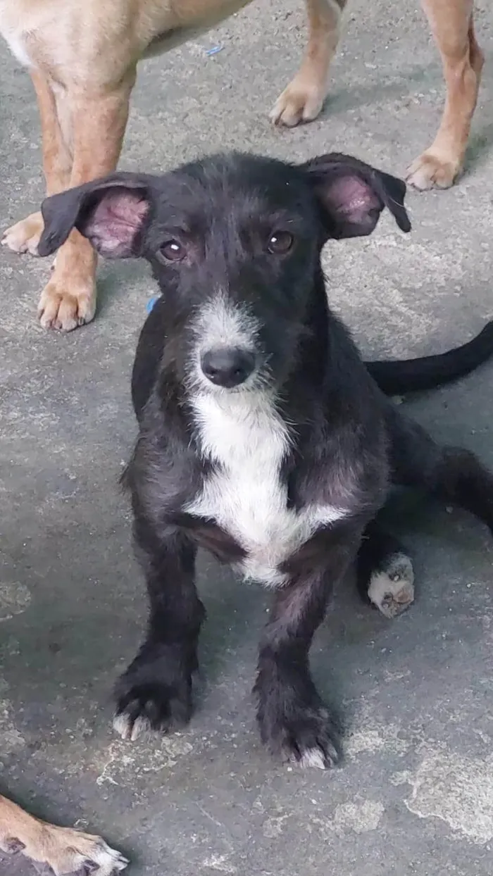 Cachorro ra a SRD-ViraLata idade 7 a 11 meses nome Catarina 