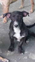 Catarina