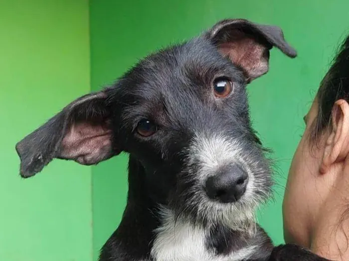 Cachorro ra a SRD-ViraLata idade 7 a 11 meses nome Catarina 