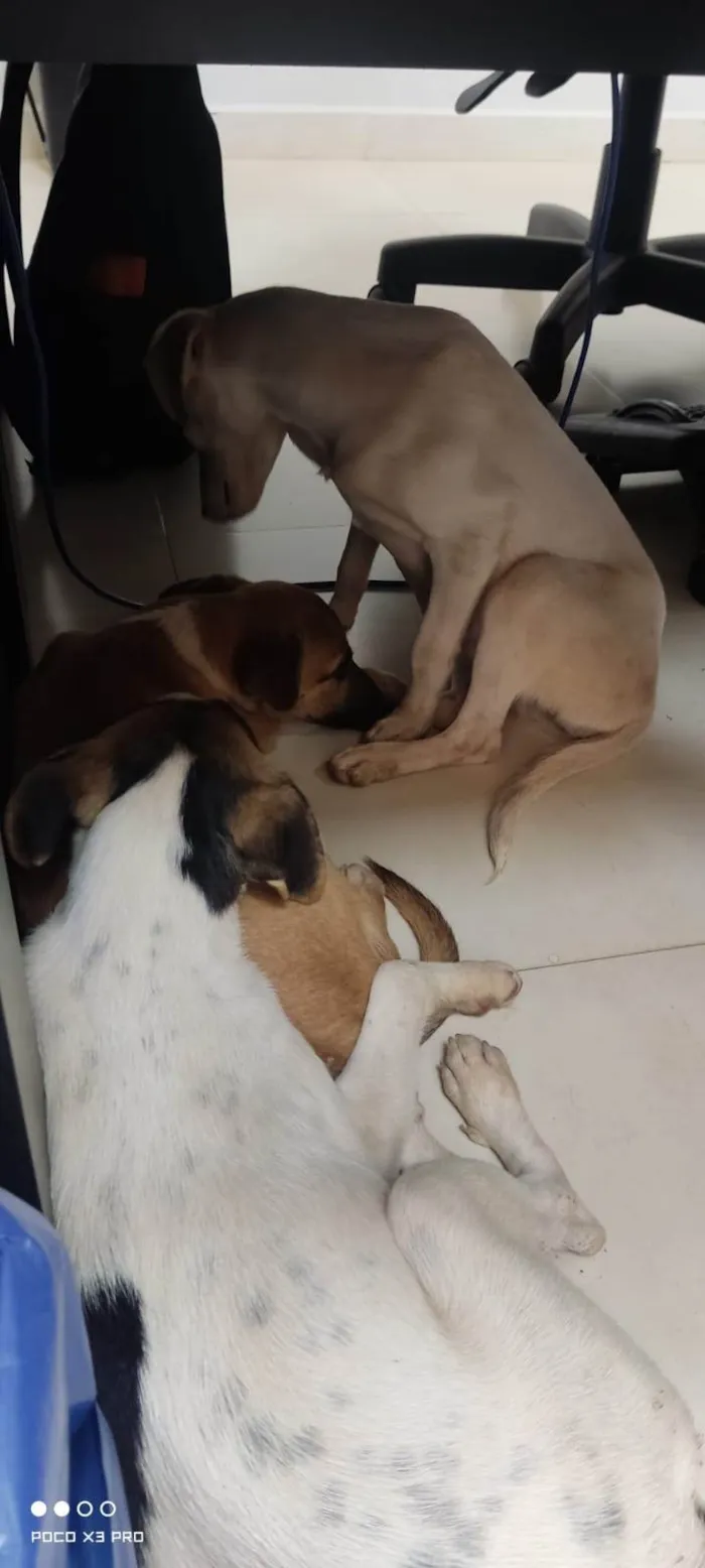 Cachorro ra a SRD-ViraLata idade 2 a 6 meses nome Encontrado 4 filhotes abandonados junto da mãe