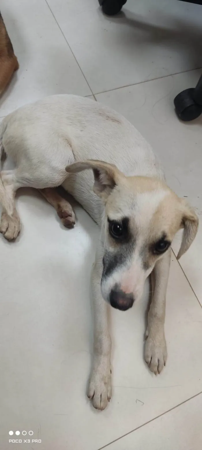 Cachorro ra a SRD-ViraLata idade 2 a 6 meses nome Encontrado 4 filhotes abandonados junto da mãe